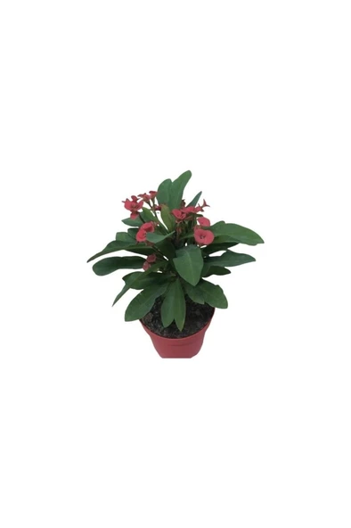 Ebruli Dikenler Tacı Japon Iğnesi Euphorbia Milii 10-20 Cm ürün görseli