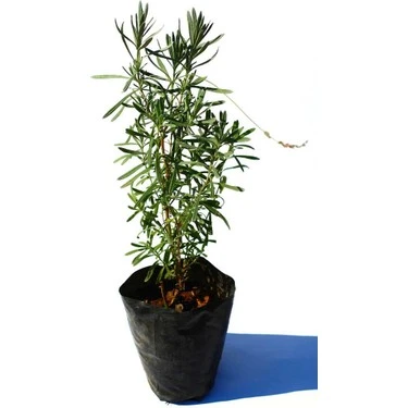 Gül Fidesi Fidanı 10-20 cm - Resim 4