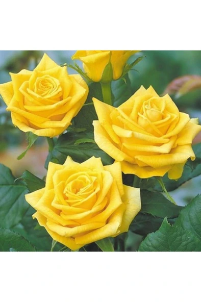 Açık Sarı Yediveren Sarı Sarmaşık Gül Fidanı 10-20 cm ürün görseli