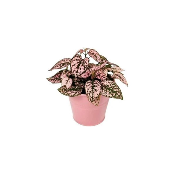 Pembe Hostes Çiçeği Fidanı 10-20 cm ürün görseli