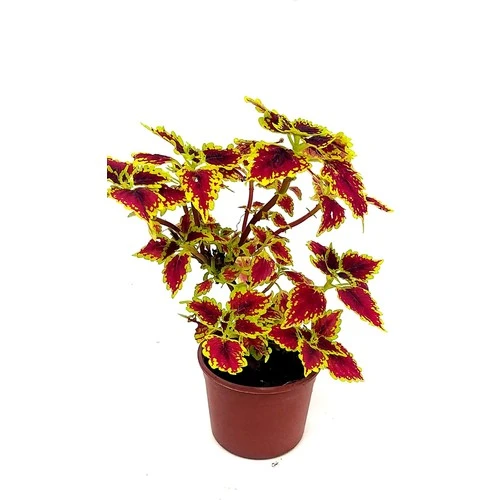 Yaprak Güzeli, Kolyos Çiçeği Fidanı 10-20 cm ürün görseli