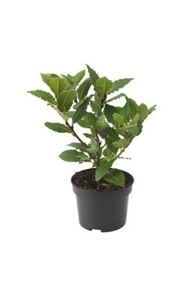 Saksıda Laurus Nobilis Defne Fidanı 20-30 cm - Resim 4