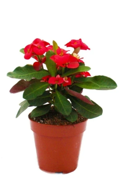 Milli Dikenler Tacı Kırmızı 10-20 cm ürün görseli