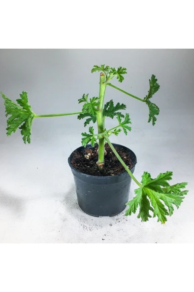 Pelargonium Graveolens - Itır Bitkisi Mis Kokulu (8.5 cm Saksıda) - Resim 2