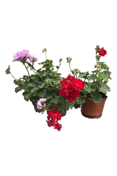 Kırmızı Sakız Sardunya Fidanı 10-20 cm - Resim 2