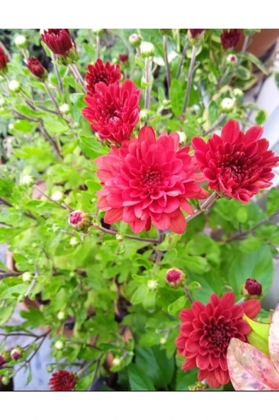 Kırmızı Bodur Kasımpatı Çiçeği Fidanı 10-20 cm - Resim 2