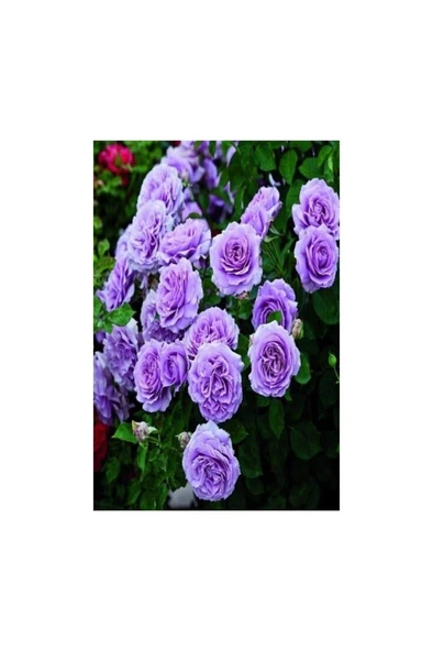 Yediveren Lila Gül Fidanı Yediveren Lilac Rose 10-20 cm ürün görseli 1