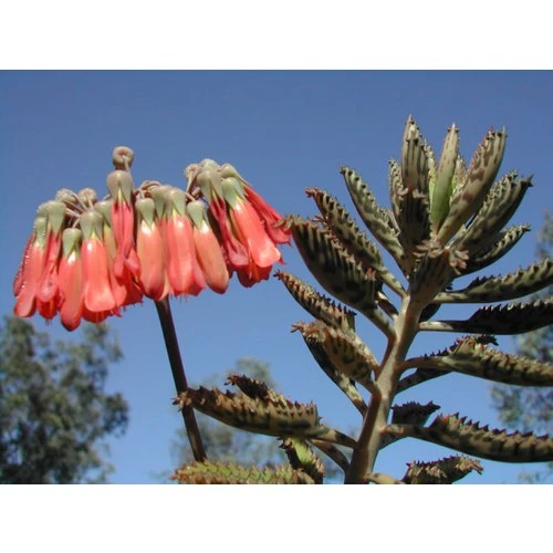 Aşkın Gözyaşı Çiçeği Fidesi 10-20 cm - Resim 2