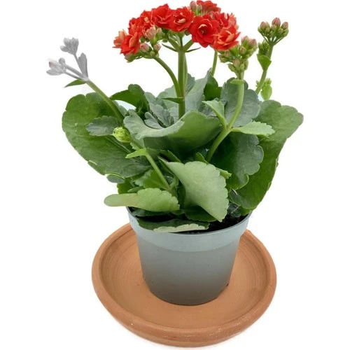 Kalanchoe (Kalanşo) Çiçeği Fidanı Kırmızı 10-20 cm ürün görseli