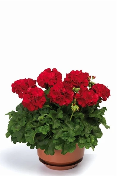 Sardunya Çiçeği Fidanı 4 Adet Karışık Renk 10-20 cm - Resim 4