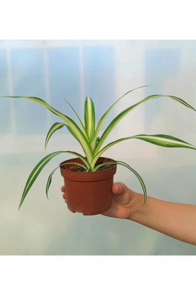 Kurdele Çiçeği Kurdale Çiçeği Kurdele Bitkisi Ev Ofis Salon Bitkisi - Resim 4