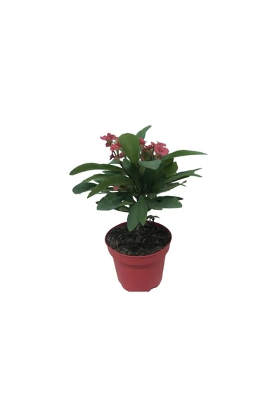 Ebruli Dikenler Tacı Japon Iğnesi Euphorbia Milii 10-20 Cm - Resim 2