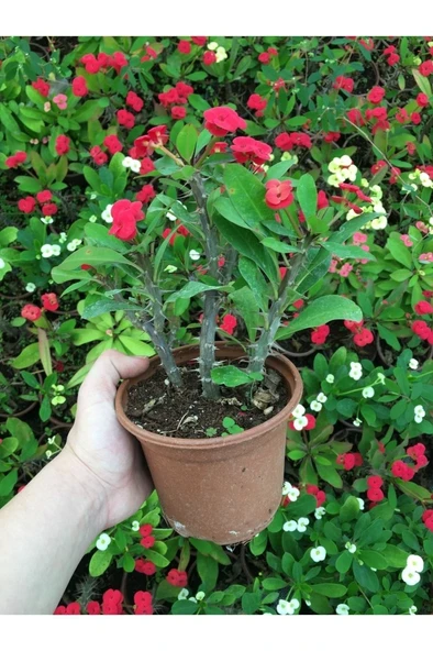 Dikenler Tacı Çiçekli Milli (KIRMIZI) 10-20 cm - Resim 3