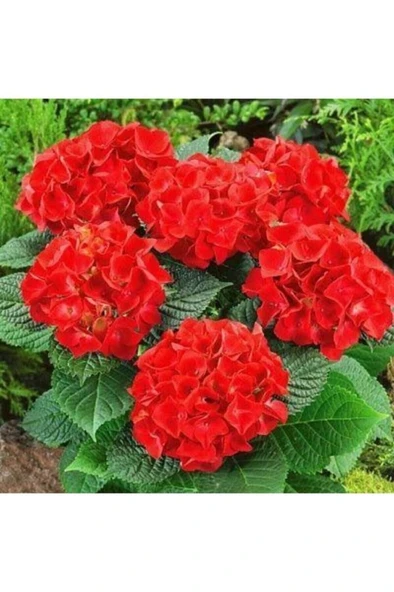 Kırmızı Ortanca Fidanı 10-20 cm ürün görseli
