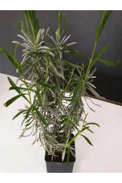 Lavanta Çiçeği Fidanı 10-20  cm - Resim 2