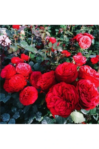 Saksıda Yediveren Kırmızı Sarmaşık Gül Fidanı 10-20 cm - Resim 3