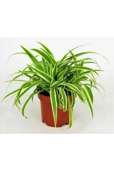 Kurdela Çiçeği Ev Ofis Iç Mekan Bitkisi 10-20 Cm ürün görseli