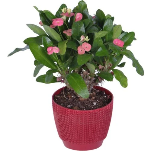 Dikenler Tacı Çiçeği Fidanı Pembe 10-20 cm ürün görseli 1