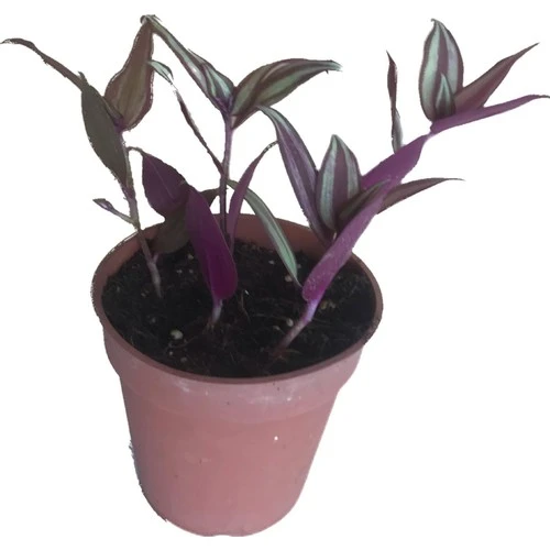 Telgraf Çiçeği-Tradescantia Küçük Boy 10-20 cm - Resim 2