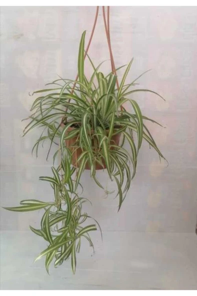 Kurdela Çiçeği Fidanı 10-20 cm - Resim 2