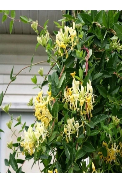 Kokulu Lonicera Caprifolium Hanımeli Çiçeği Fidanı 10-20 cm ürün görseli