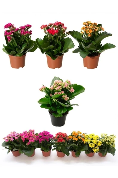 Kalanşo Çiçeği, Kalanchoe Çiçeği Fidanı 10-20 Cm 1 Adet ürün görseli