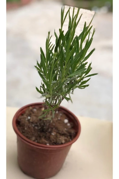 Lavanta Çiçeği Fidanı 10-20  cm ürün görseli