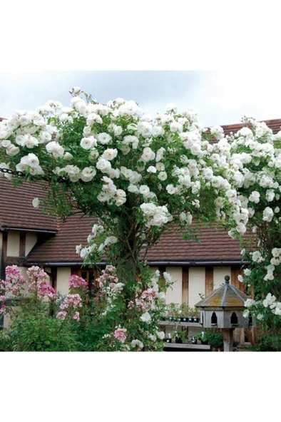 Yediveren Beyaz (Kokulu) Sarmaşık Gül Fidanı 10-20 cm ürün görseli