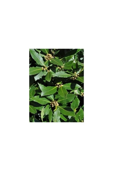 Saksıda Laurus Nobilis Defne Fidanı 20-30 cm - Resim 2