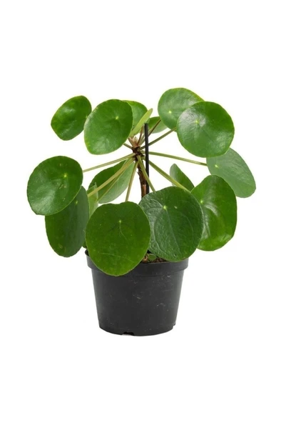 Pilea Peperomioides Çin Para Ağacı - Ev Ofis Salon Iç Mekan Bitkisi ürün görseli