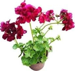 Sakız Sardunya Fidanı Sarkıcı Bitki 10-20 cm - Resim 2