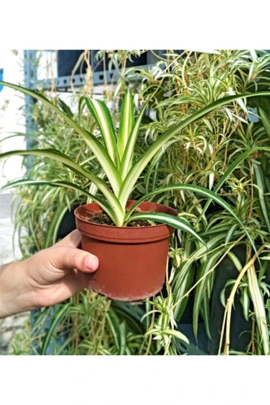 Kurdele Çiçeği Kurdale Çiçeği Kurdele Bitkisi Ev Ofis Salon Bitkisi ürün görseli