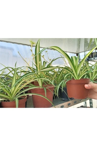 Kurdele Çiçeği Kurdale Çiçeği Kurdele Bitkisi Ev Ofis Salon Bitkisi - Resim 2