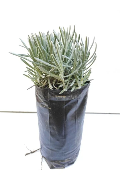 Lavanta Çiçeği Fidanı 10-20  cm ürün görseli