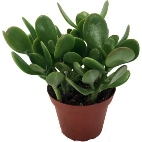 Crassula Ovata / Şans-Para Çiçeği 10-20 cm ürün görseli