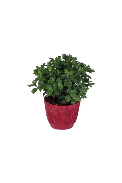 Kasımpatı Saksı’da (Chrysanthemum) Kırmızı Renk 10-20 cm ürün görseli 1