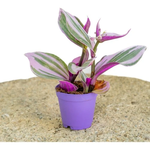 Telgraf Çiçeği Fidanı 10-20 cm ürün görseli