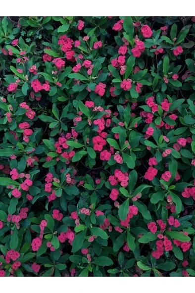 Dikenler Tacı Çiçekli Milli (KIRMIZI) 10-20 cm - Resim 2