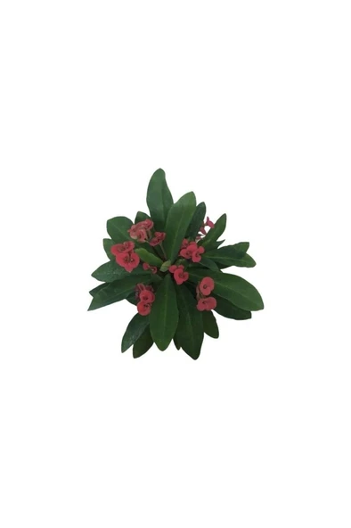 Ebruli Dikenler Tacı Japon Iğnesi Euphorbia Milii 10-20 Cm - Resim 3