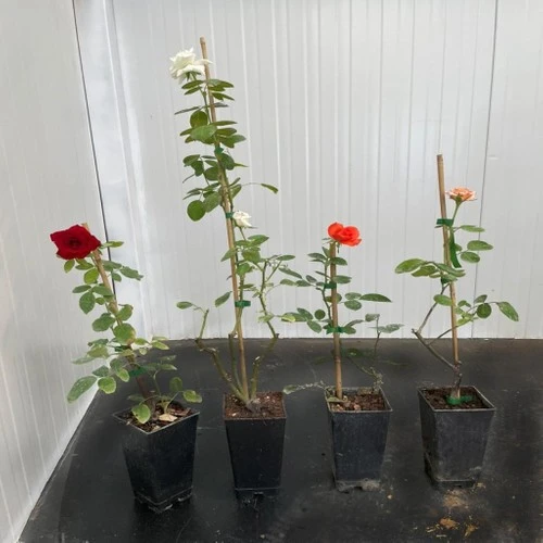 Kokulu Karışık Gül Fidanı Paketi 2 Adet 10-20 cm - Resim 2