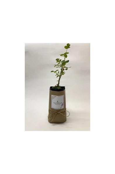 Isparta Rose Seedling Isparta Gülü Fidesi Rosa Damascena 10-20 cm - Resim 3