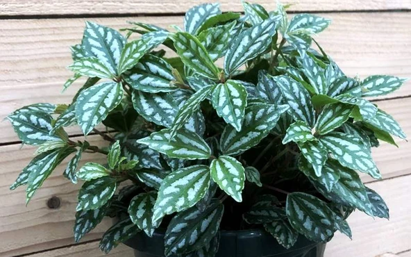 Plectranthus Coleoides ( Kokulu ) Benjamin Çiçeği Fidanı 10-20 cm - Resim 4