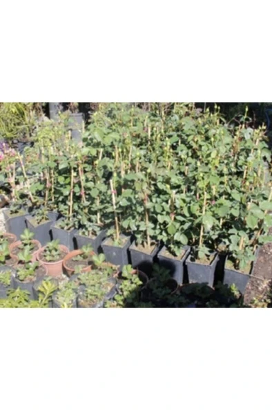 Gül Fidesi Fidanı 10-20 cm - Resim 2