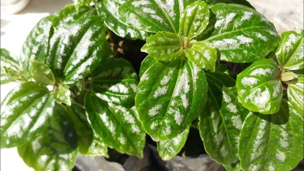 Plectranthus Coleoides ( Kokulu ) Benjamin Çiçeği Fidanı 10-20 cm ürün görseli