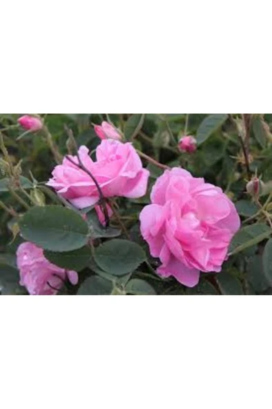 Isparta Rose Seedling Isparta Gülü Fidesi Rosa Damascena 10-20 cm - Resim 4