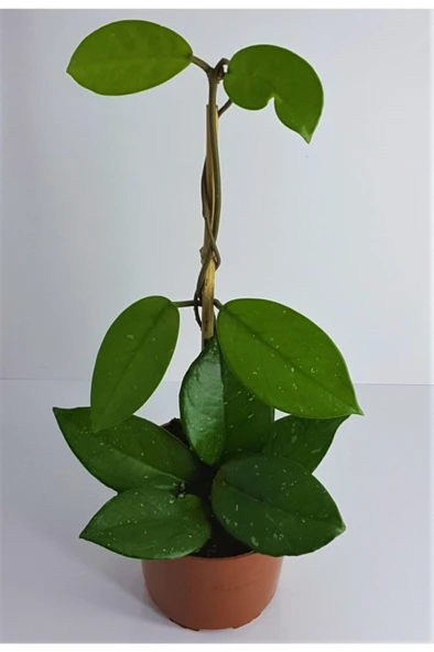 Mum Çiçeği Hoya Carnosa Çiçekleri Pembe Beyaz 10-20 cm ürün görseli