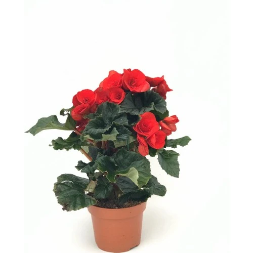 Begonya Fidanı Kırmızı 10-20 cm ürün görseli