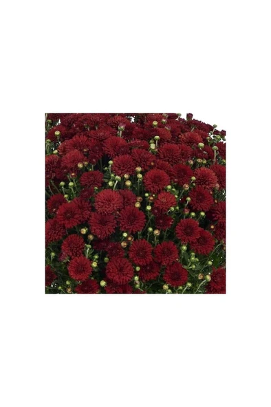 Kasımpatı Saksı’da (Chrysanthemum) Kırmızı Renk 10-20 cm - Resim 3