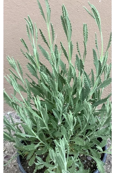 Lavanta Çiçeği Fidanı 10-20  cm - Resim 2