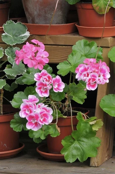 Sardunya Çiçeği Fidanı 4 Adet Karışık Renk 10-20 cm - Resim 5